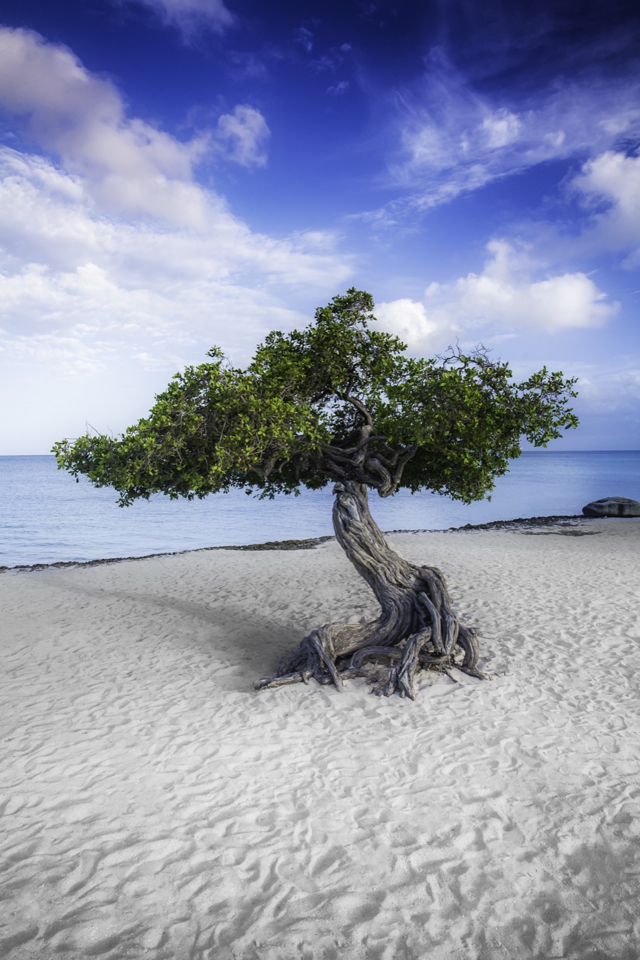 The famous wind-bent fofoti tree on Eagle Beach, Aruba